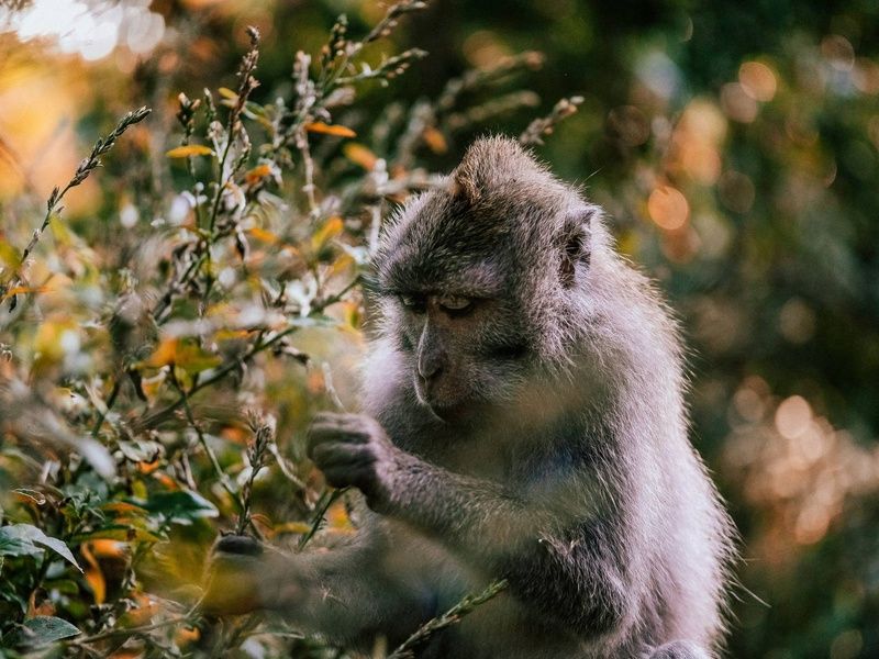 Circuit Sur la route des îles : Ubud, Candidasa et Lombok pas cher photo 2