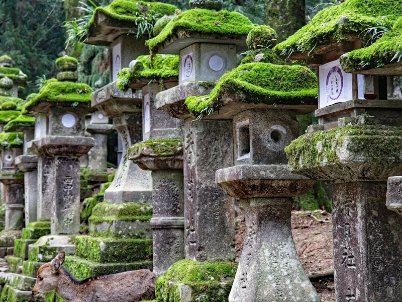 Circuit Voyage en liberté, là où naît le soleil : récit d'un Japon intemporel pas cher photo 9