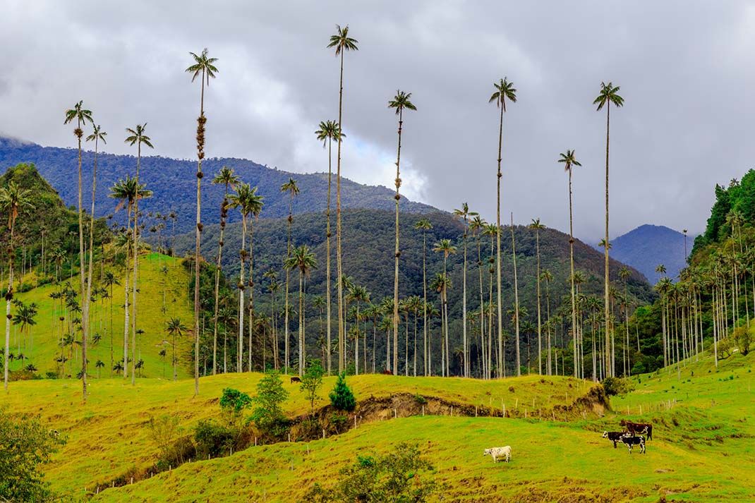 Regard sur la Colombie - Café, jungle et rythme latinos 2026 pas cher photo 5