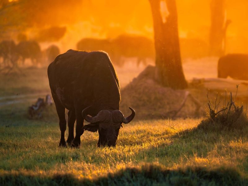 Circuit Légendes du Cap et de la savane 4* pas cher photo 8