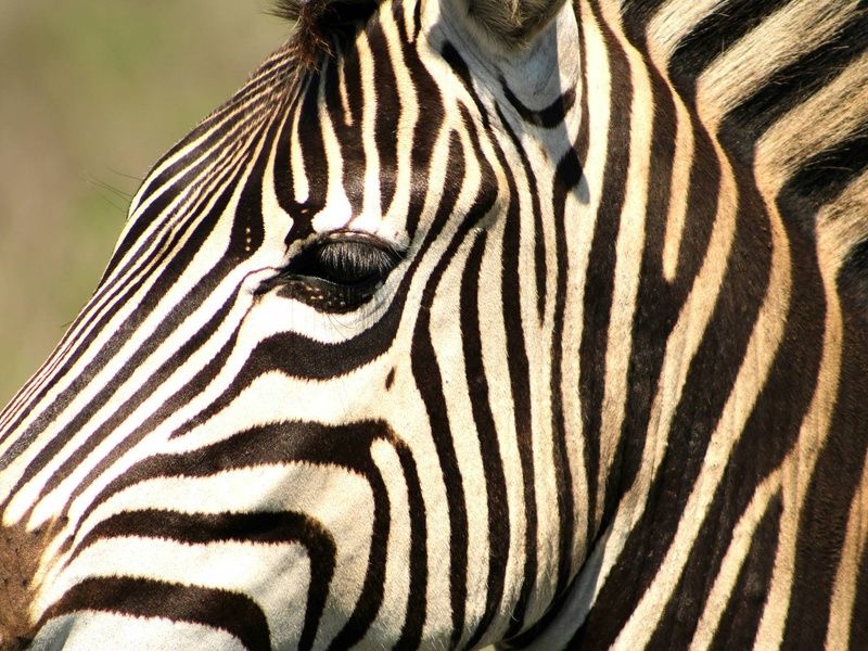 Circuit Légendes du Cap et de la savane 4* pas cher photo 16