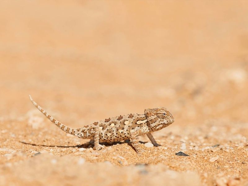 Autotour Sur les routes de Namibie 4* pas cher photo 4