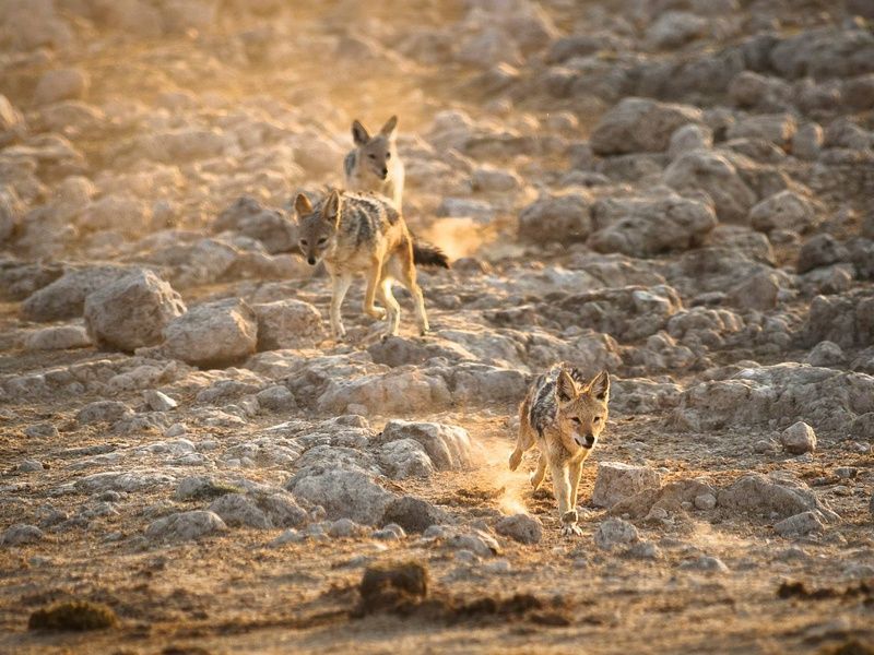 Autotour Sur les routes de Namibie 4* pas cher photo 7