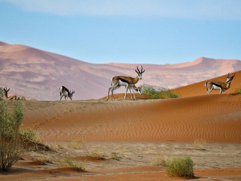 Autotour Sur les routes de Namibie 4* pas cher photo 9