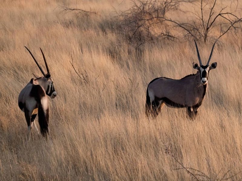 Autotour Sur les routes de Namibie 4* pas cher photo 11