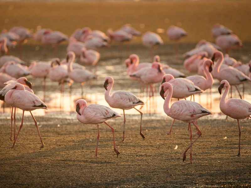 Autotour Sur les routes de Namibie 4* pas cher photo 17