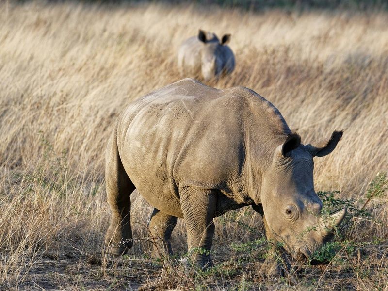 Circuit Terres d'Afrique Australe : de Kruger à Chobe 4* pas cher photo 3