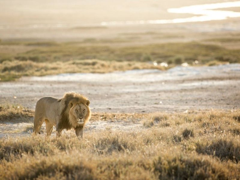 Circuit Terres d'Afrique Australe : de Kruger à Chobe 4* pas cher photo 5