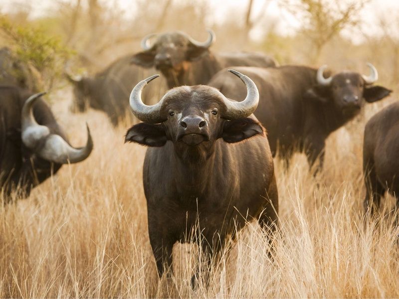 Circuit Terres d'Afrique Australe : de Kruger à Chobe 4* pas cher photo 11