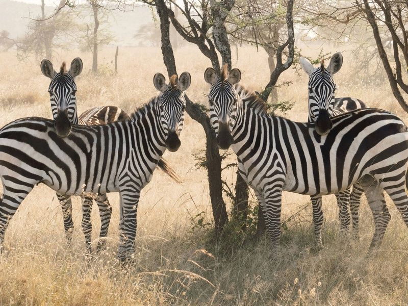 Circuit Terres d'Afrique Australe : de Kruger à Chobe 4* pas cher photo 16