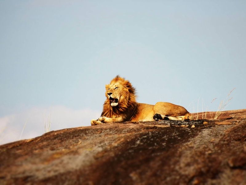 Circuit Lumières d'Afrique Safari au coeur du Kenya pas cher photo 1