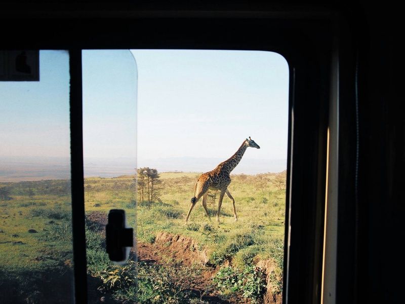 Circuit Lumières d'Afrique Safari au coeur du Kenya pas cher photo 6