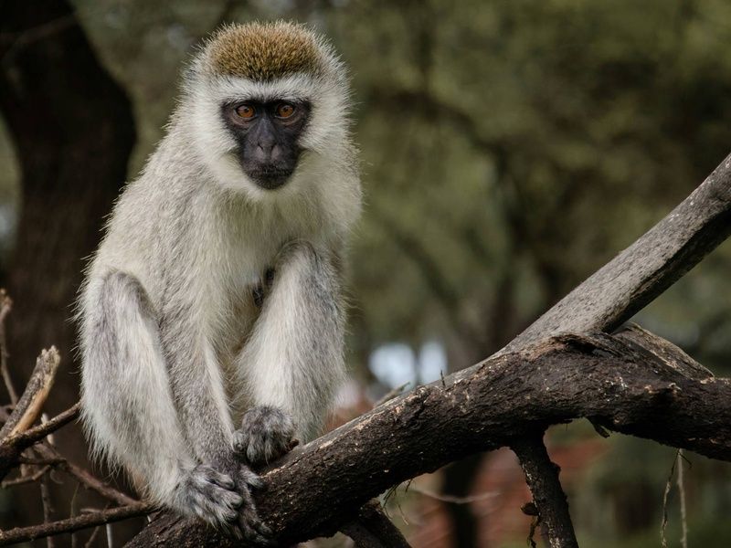 Circuit Lumières d'Afrique Safari au coeur du Kenya pas cher photo 8