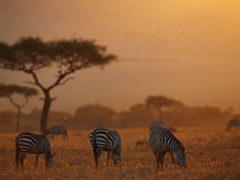 Circuit Lumières d'Afrique Safari au coeur du Kenya pas cher photo 10