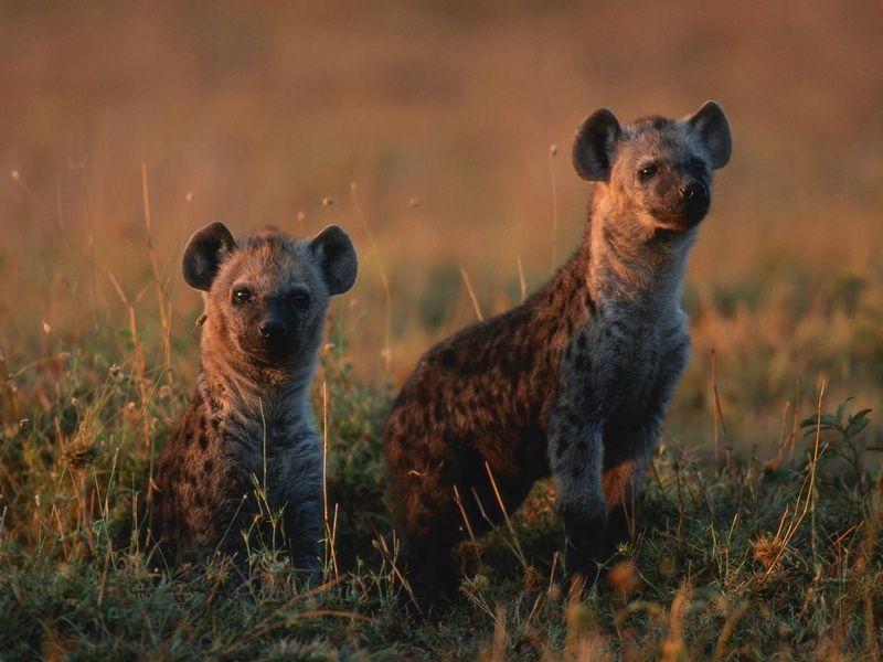 Circuit Lumières d'Afrique Safari au coeur du Kenya pas cher photo 11