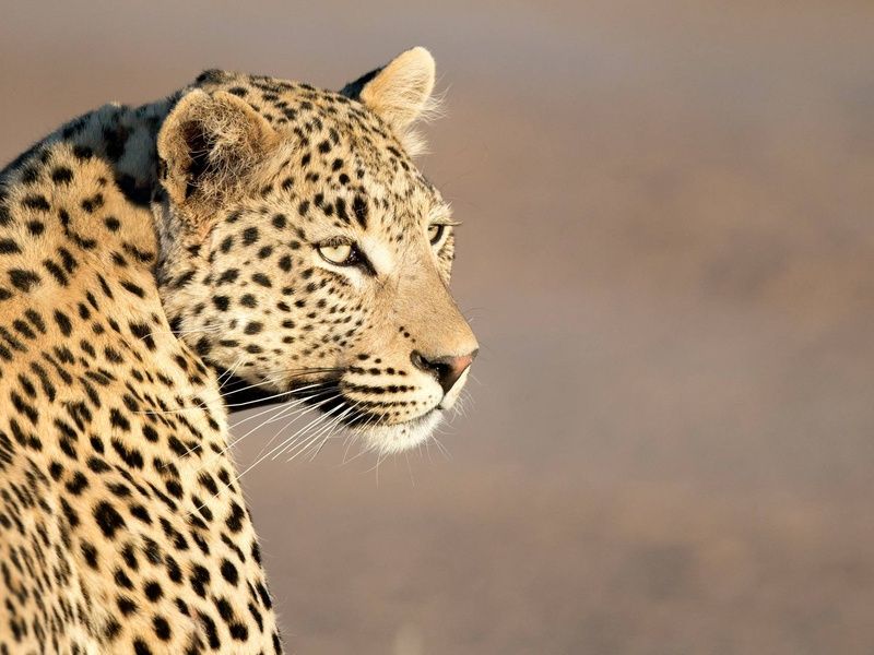 Circuit Lumières d'Afrique Safari au coeur du Kenya pas cher photo 12