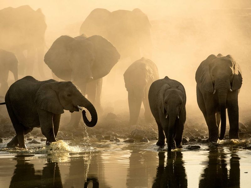 Circuit Lumières d'Afrique Safari au coeur du Kenya pas cher photo 13
