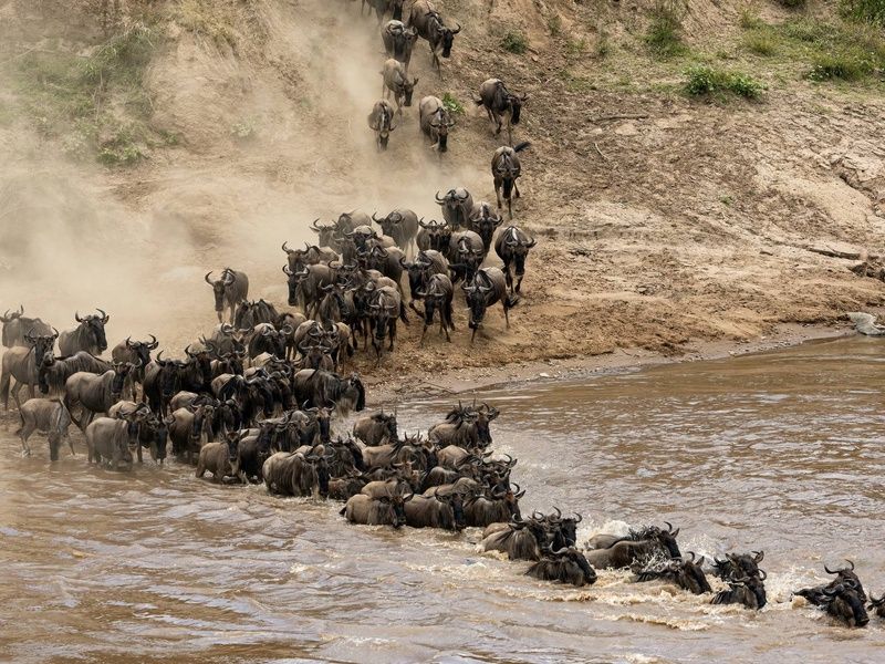 Circuit Lumières d'Afrique Safari au coeur du Kenya pas cher photo 14