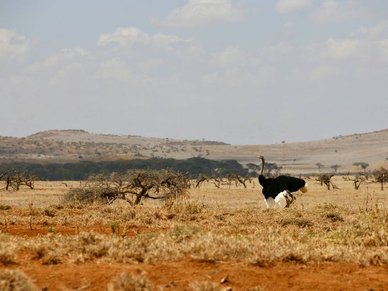 Circuit Lumières d'Afrique Safari au coeur du Kenya pas cher photo 16