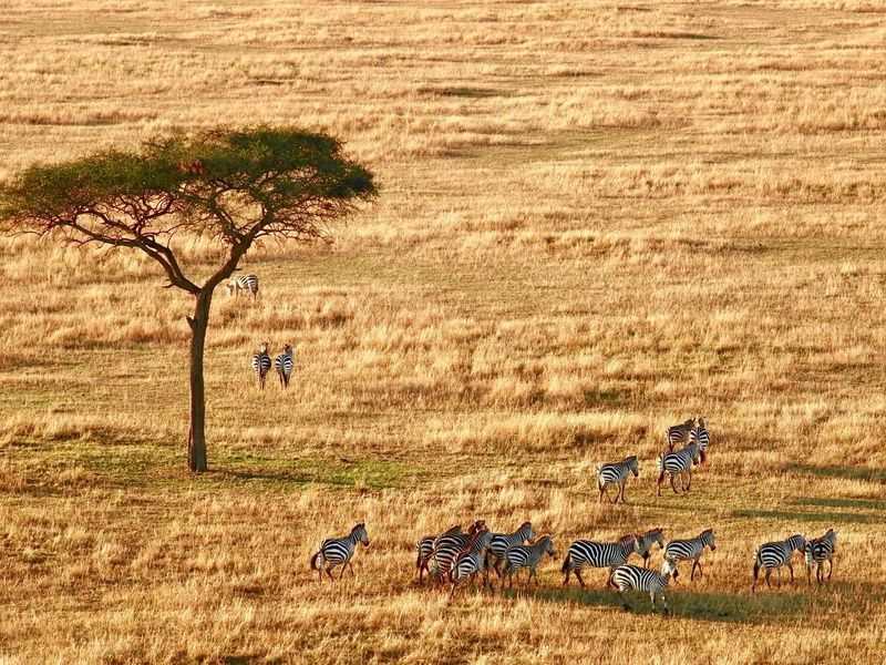Circuit Lumières d'Afrique Safari au coeur du Kenya pas cher photo 19