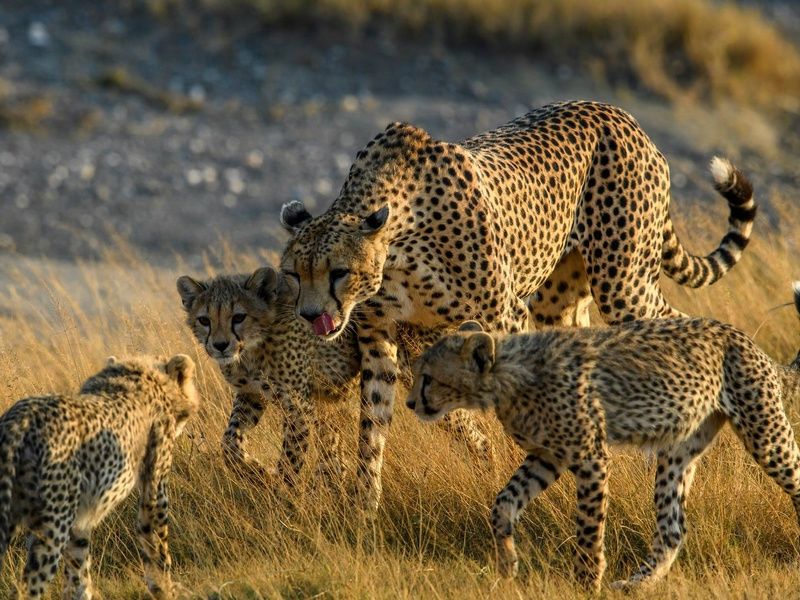 Circuit Lumières d'Afrique Safari au coeur du Kenya pas cher photo 20