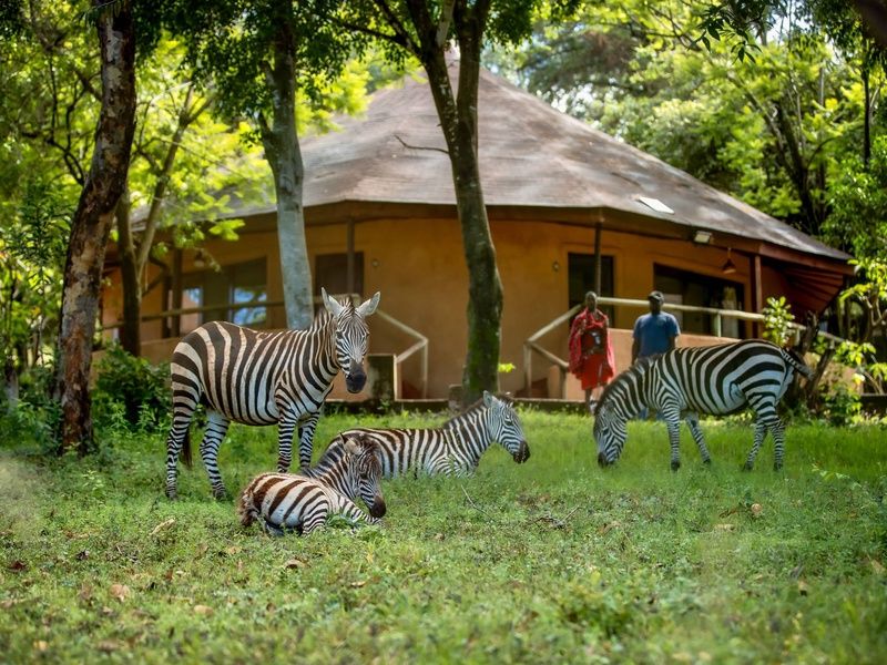 Circuit Lumières d'Afrique Safari au coeur du Kenya pas cher photo 21