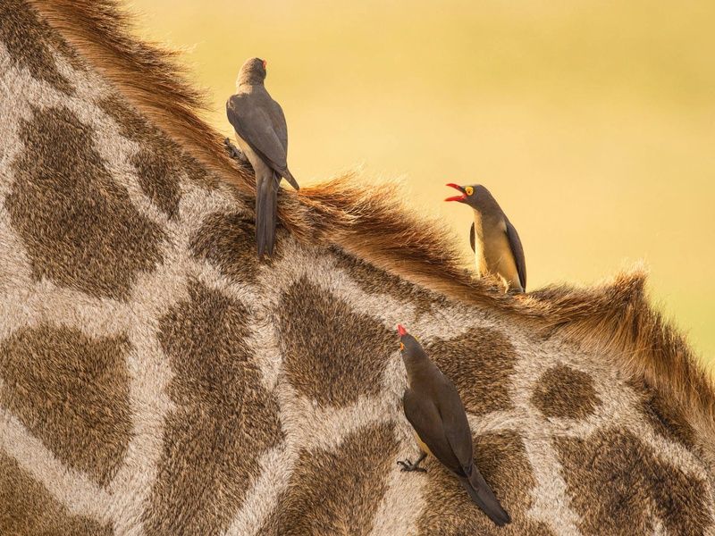 Circuit Légendes du Cap et de la savane + extension aux chutes Victoria 4* pas cher photo 1