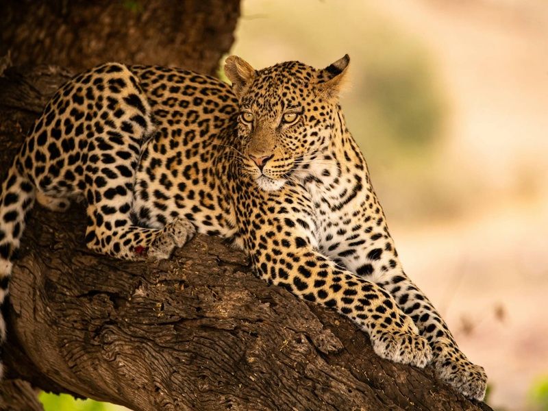 Circuit Légendes du Cap et de la savane + extension aux chutes Victoria 4* pas cher photo 2