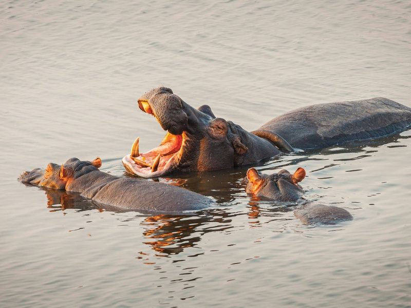 Circuit Légendes du Cap et de la savane + extension aux chutes Victoria 4* pas cher photo 5