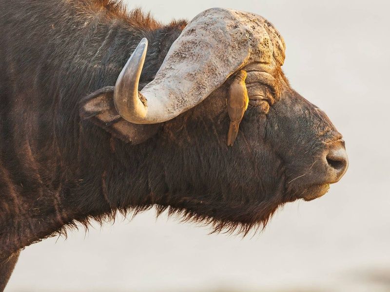 Circuit Légendes du Cap et de la savane + extension aux chutes Victoria 4* pas cher photo 7