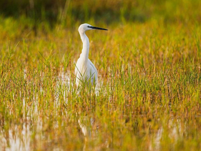 Circuit Légendes du Cap et de la savane + extension aux chutes Victoria 4* pas cher photo 8
