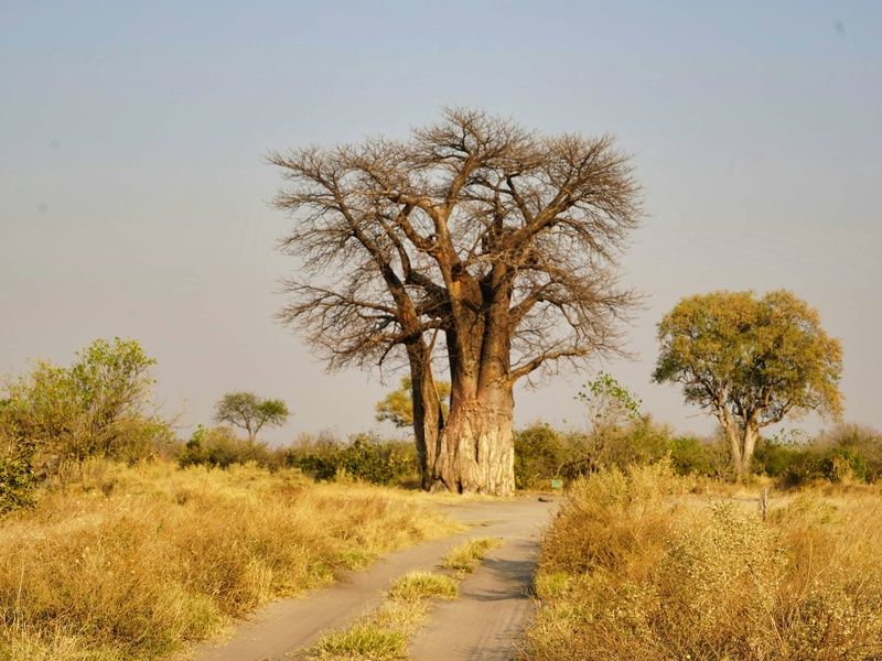 Circuit Légendes du Cap et de la savane + extension aux chutes Victoria 4* pas cher photo 10