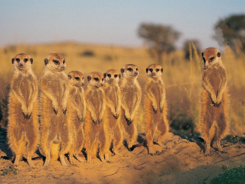 Circuit Légendes du Cap et de la savane + extension aux chutes Victoria 4* pas cher photo 14