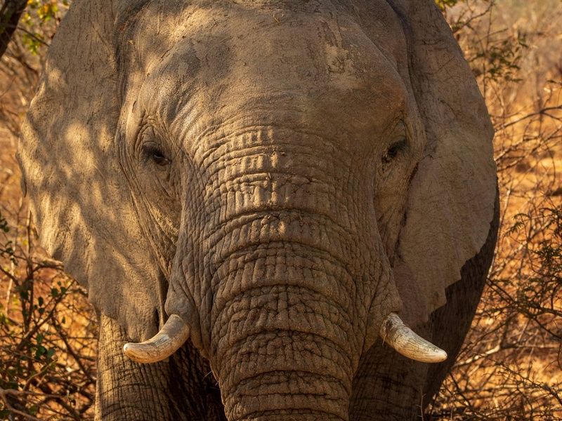 Circuit Essence de l'Afrique du Sud : du Cap aux terres sauvages 4* pas cher photo 5
