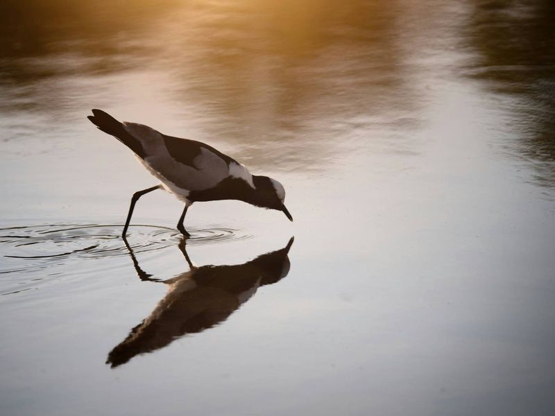 Circuit Essence de l'Afrique du Sud : du Cap aux terres sauvages 4* pas cher photo 7