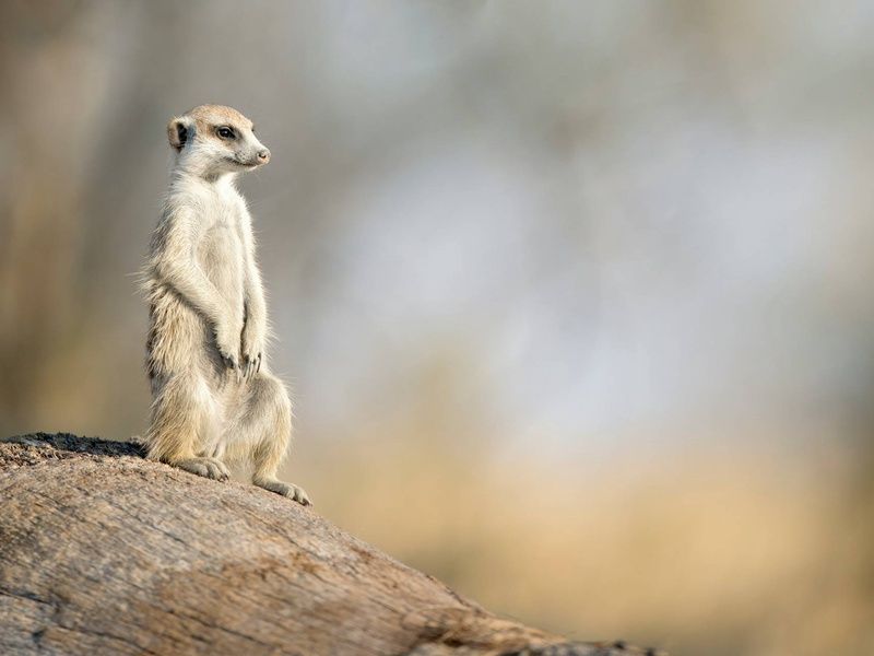 Circuit Essence de l'Afrique du Sud : du Cap aux terres sauvages 4* pas cher photo 8