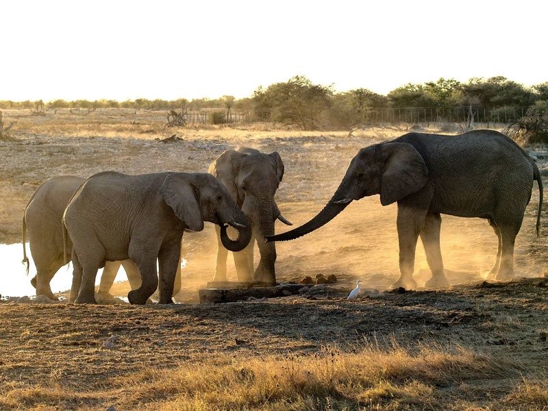 Circuit Essence de l'Afrique du Sud : du Cap aux terres sauvages 4* pas cher photo 10