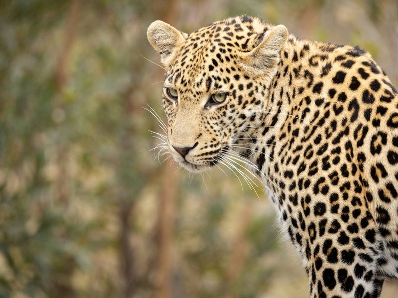 Circuit Essence de l'Afrique du Sud : du Cap aux terres sauvages 4* pas cher photo 11