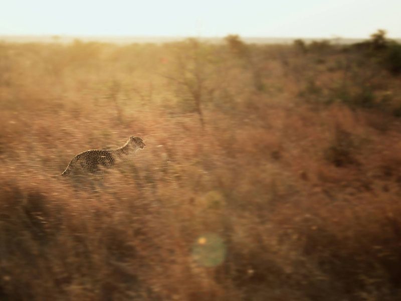 Circuit Essence de l'Afrique du Sud : du Cap aux terres sauvages 4* pas cher photo 13