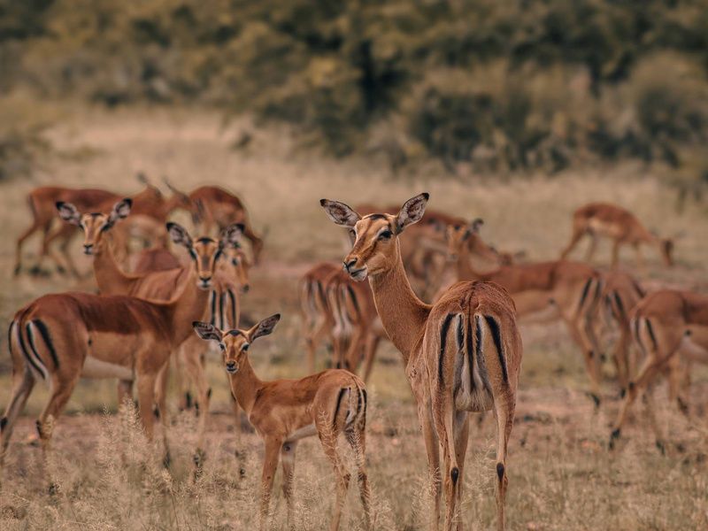Circuit Essence de l'Afrique du Sud : du Cap aux terres sauvages 4* pas cher photo 17