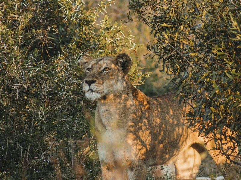 Circuit Essence de l'Afrique du Sud : du Cap aux terres sauvages 4* pas cher photo 18