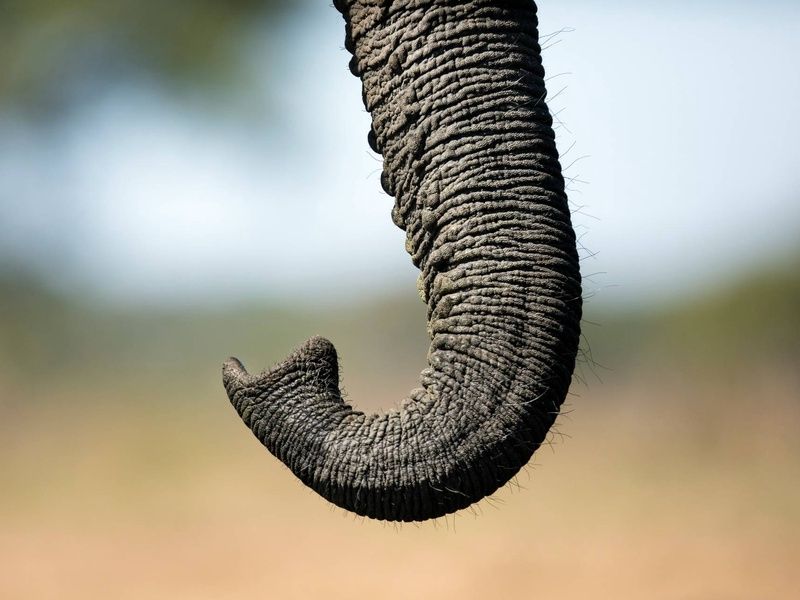 Circuit Éclats de l'Afrique australe 4* pas cher photo 5