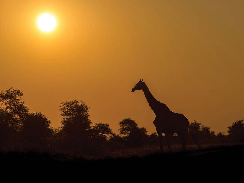 Circuit Essence d'Afrique du Sud et extension aux Chutes Victoria 4* pas cher photo 1