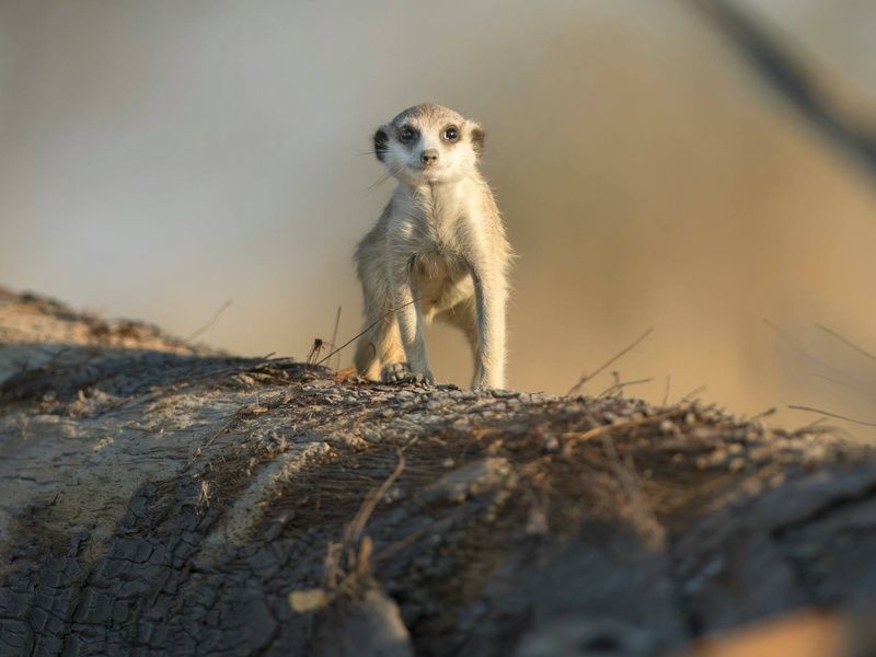 Circuit Essence d'Afrique du Sud et extension aux Chutes Victoria 4* pas cher photo 9