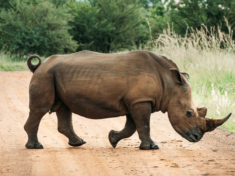 Circuit Essence d'Afrique du Sud et extension aux Chutes Victoria 4* pas cher photo 10