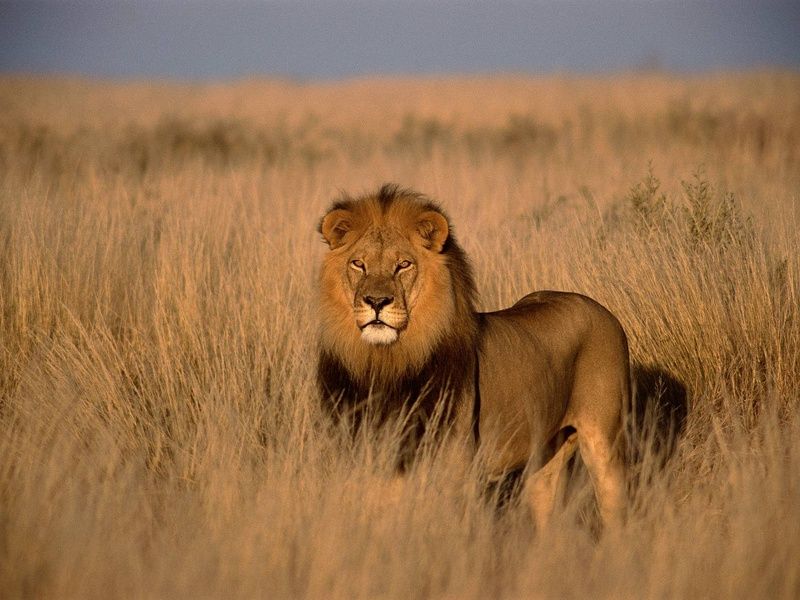 Circuit Essence d'Afrique du Sud et extension aux Chutes Victoria 4* pas cher photo 12