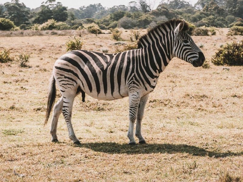 Circuit Essence d'Afrique du Sud et extension aux Chutes Victoria 4* pas cher photo 15