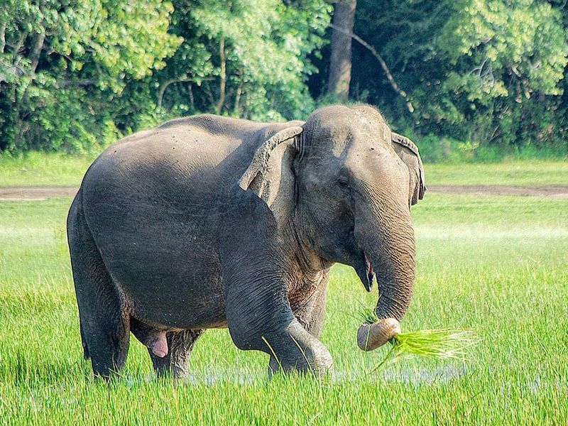 Circuit Secrets du Sri Lanka en petit groupe : culture, plages sauvages et safari 4* pas cher photo 6