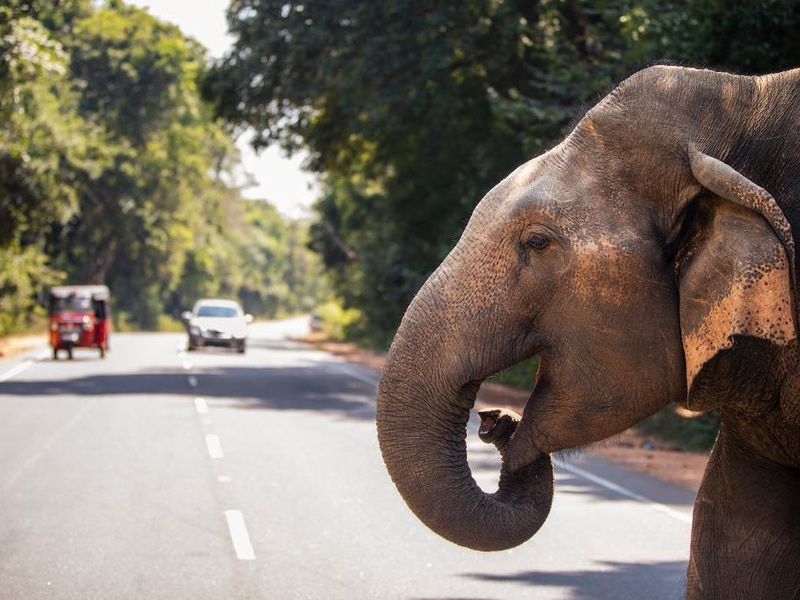 Circuit Secrets du Sri Lanka en petit groupe : culture, plages sauvages et safari 4* pas cher photo 8