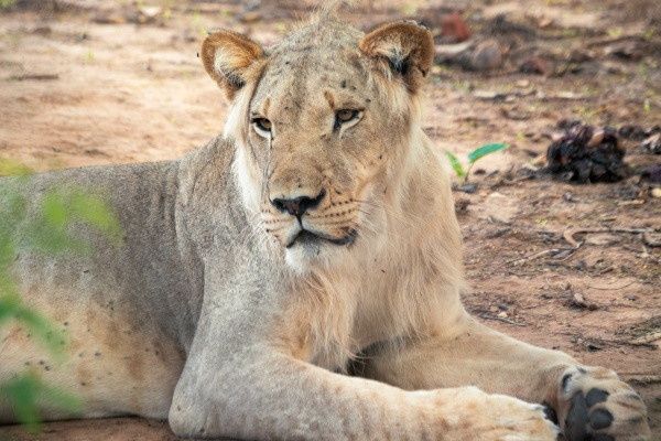 Circuit Beautés du Sénégal et balade avec les lions de Fathala en privatif pas cher photo 2